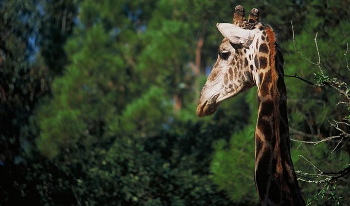 girafa safari park