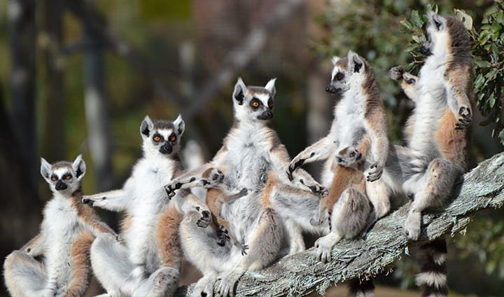 lemures badoca safari park
