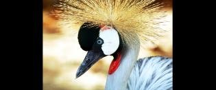 Animal mês: Grou-coroado-de-pescoco-cinzento