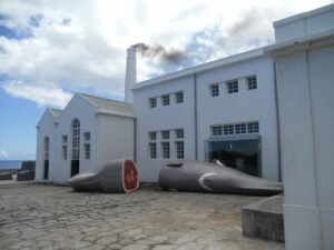 museu-baleia