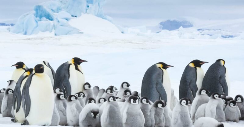 O Imperador – A Marcha dos Pinguins 2