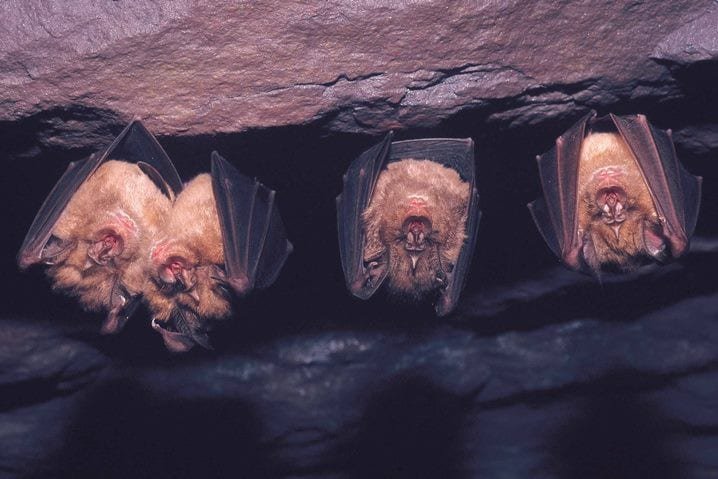 morcegos serra da arrábida