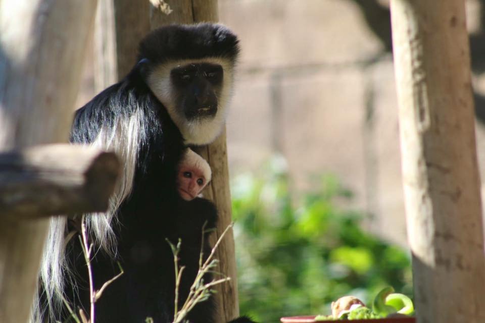zoo de lagos macacos