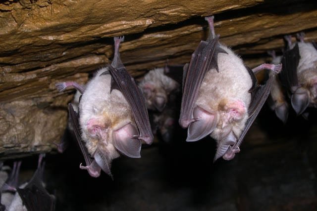 morcegos serra aires candeeiros