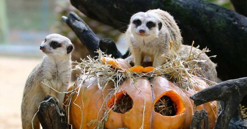 Jardim Zoológico celebra o Halloween