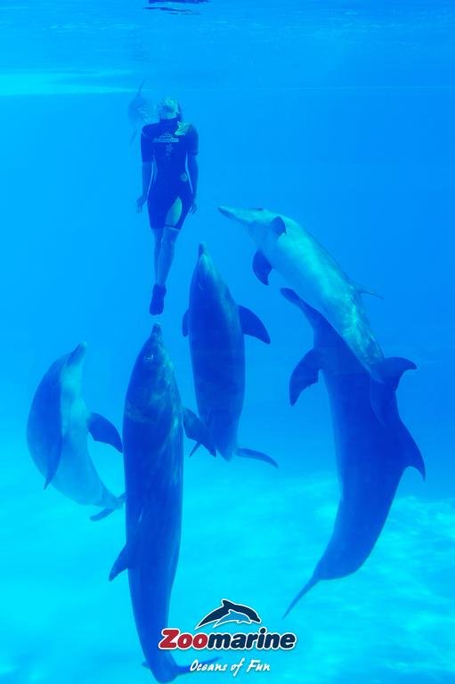 zoomarine apresentação golfinhos