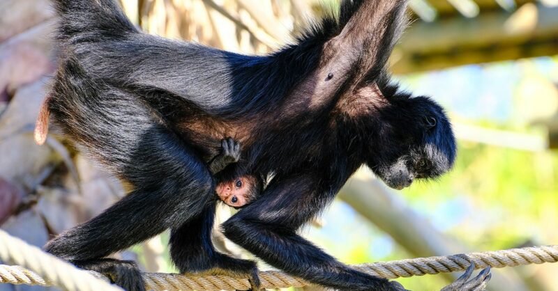 Macaco-aranha nasce no Jardim Zoológico