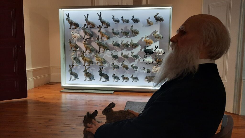 Galeria da Biodiversidade - Darwin e o coelho de Porto Santo, por MHNC-UP