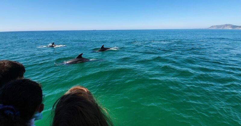 Passeio de Observação Golfinhos na Baía do Sado